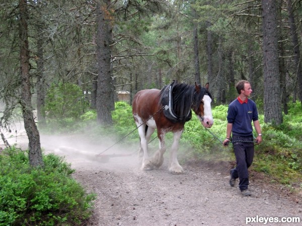 Logging